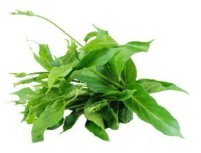 Green Tea- Gluco6n Ingredient